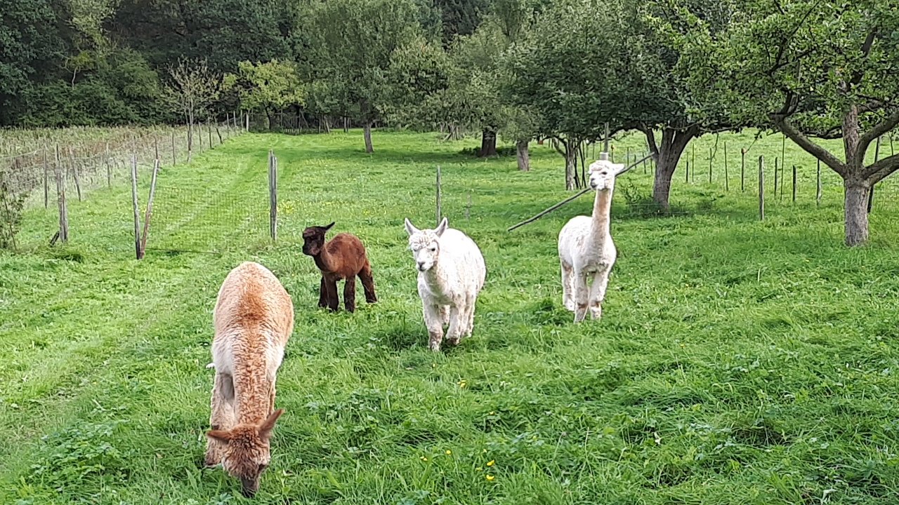 Alpaka Herde auf der Weide