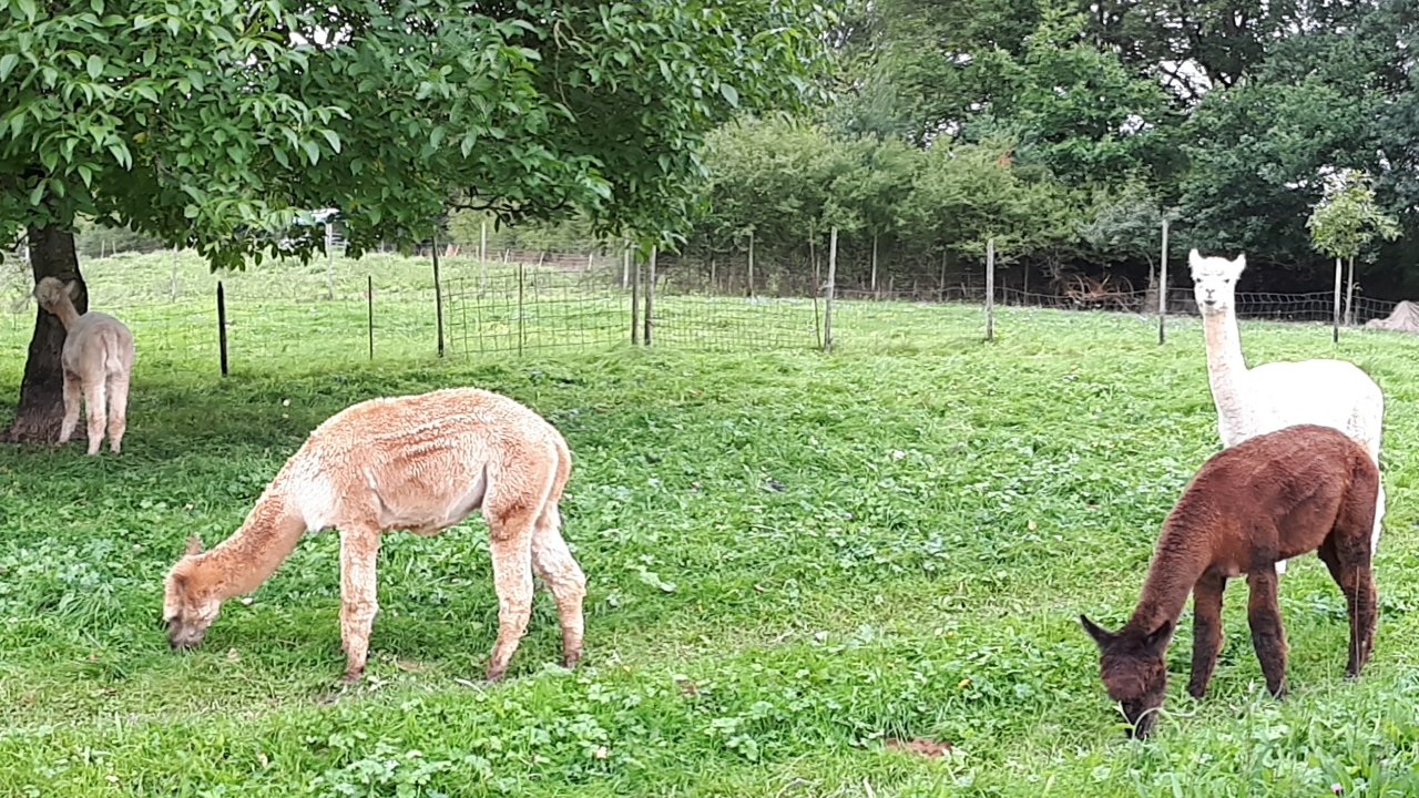 Hier sind unserer Alpakas auf ihrer Weide zu Hause
