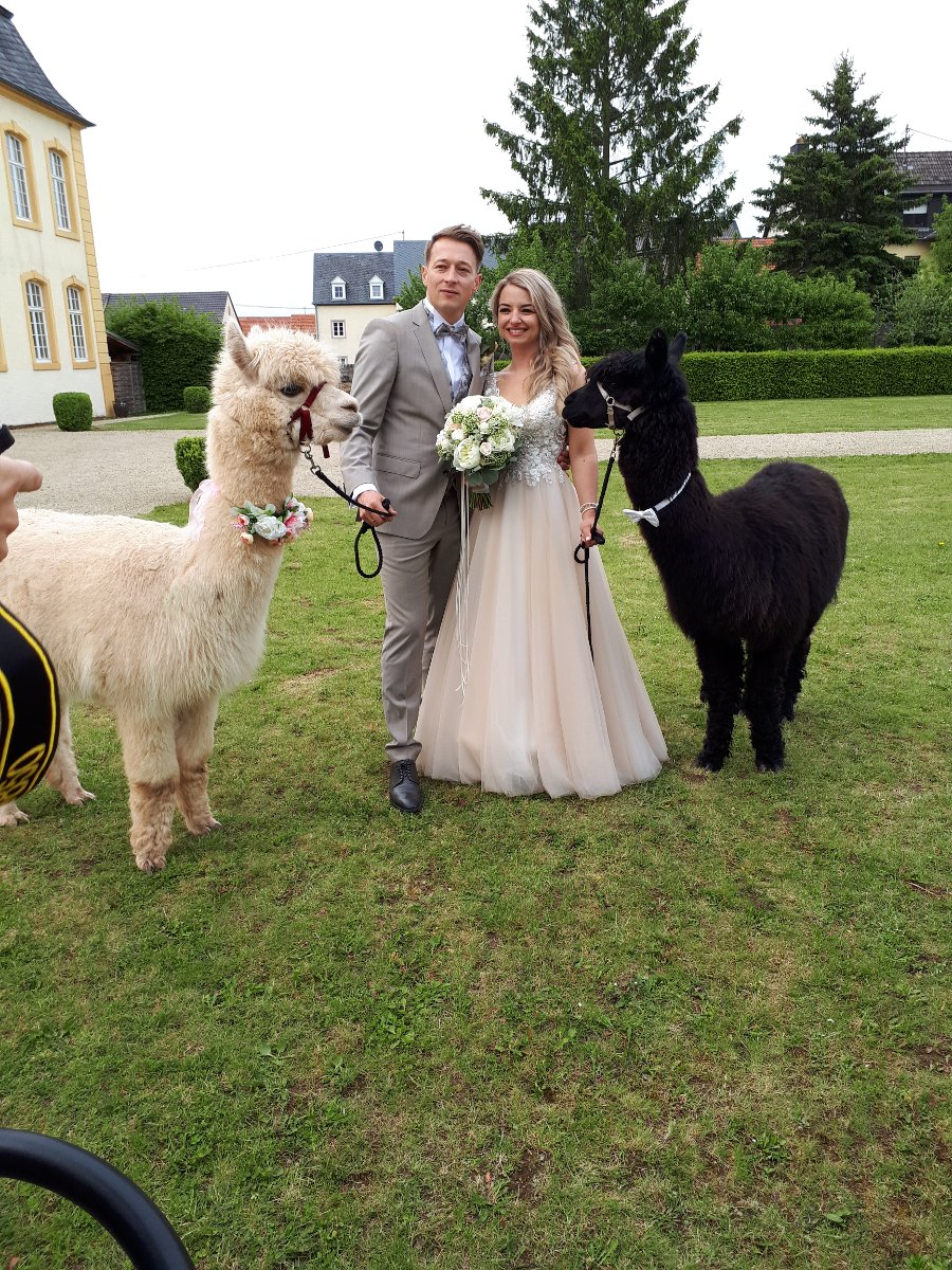 Alpakas bei einer Hochzeit