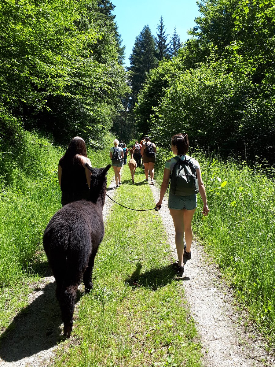 Spaziergang mit der Alpaka Herde durch den Wald