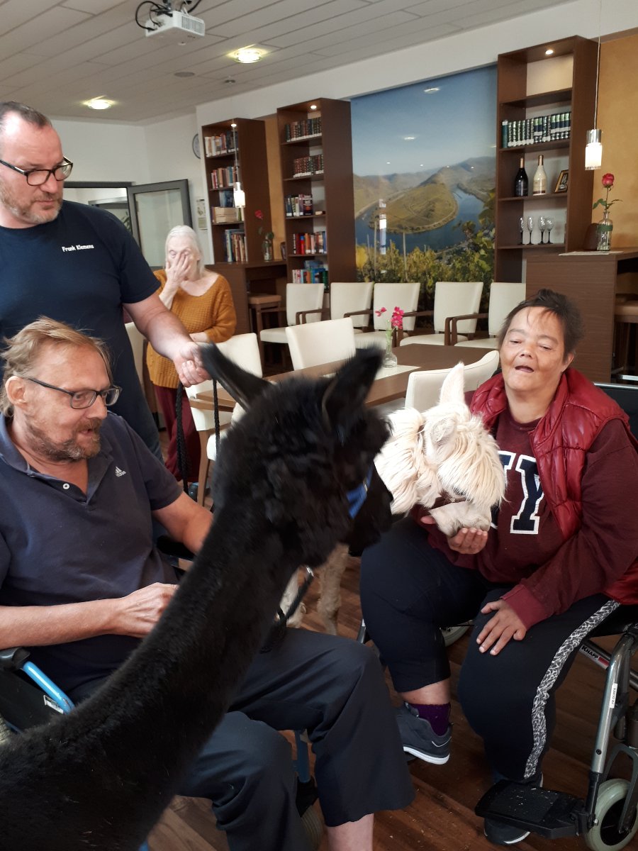 Alpakas zu besuch im Seniorenheim