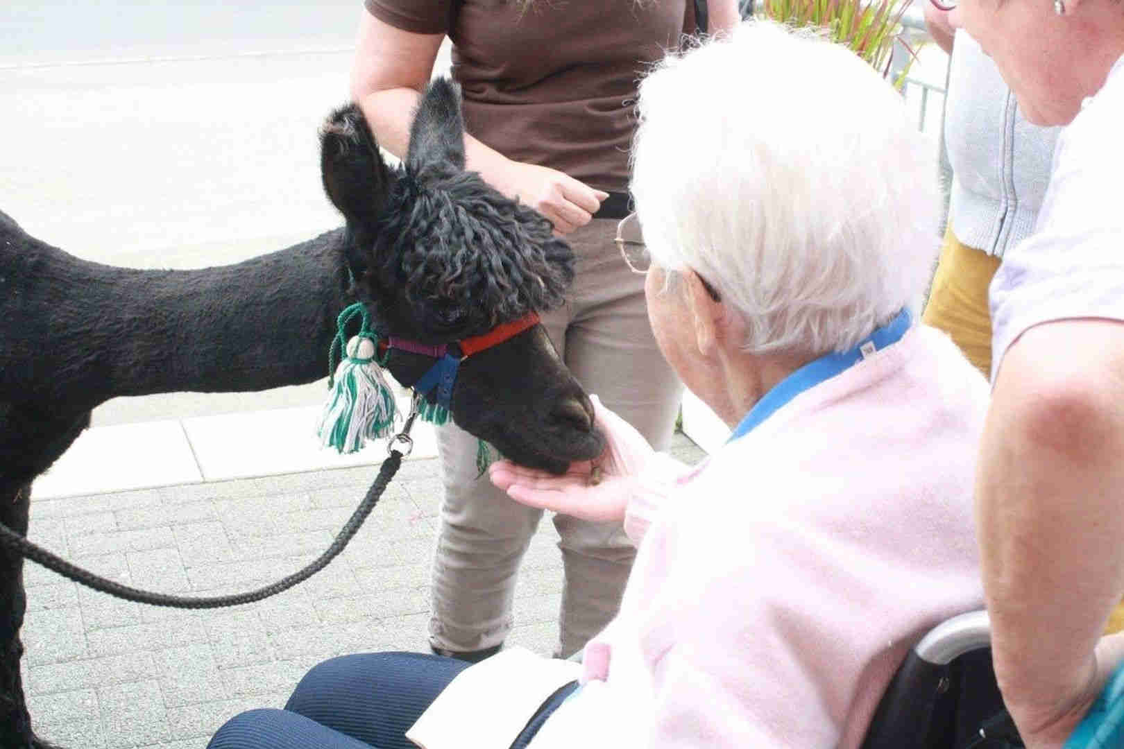 Alpaka frisst einer Seniorin aus der Hand